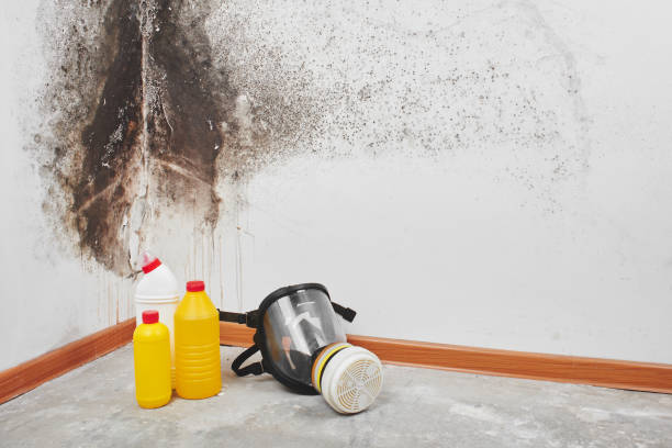 Best Residential Mold Remediation in Lantana, FL