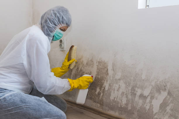 Best Bathroom Mold Remediation in Lantana, FL